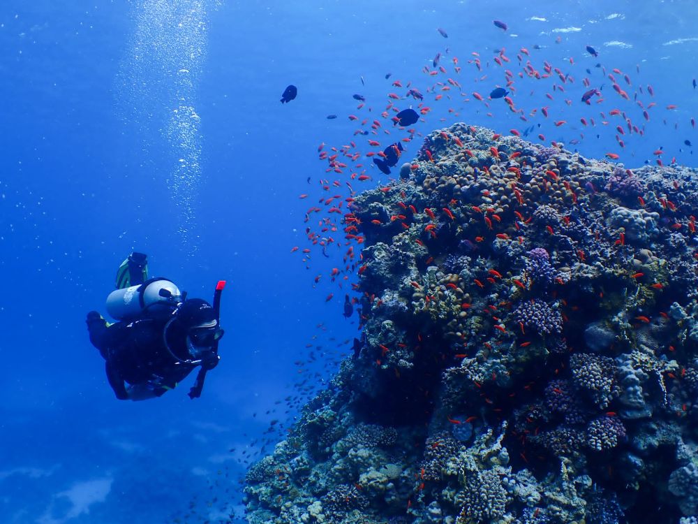 Une patate de corail et un plongeur dans le bleu 