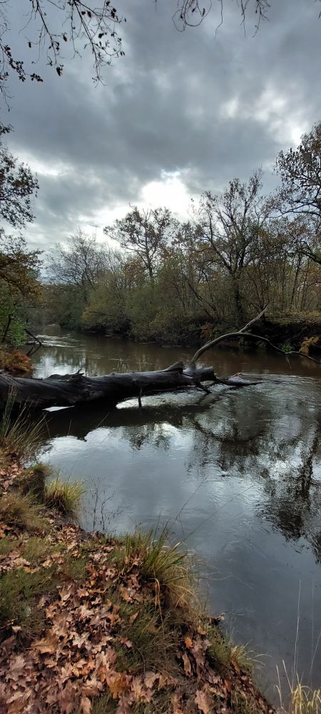 Un arbre couché au dessus de la rivière 