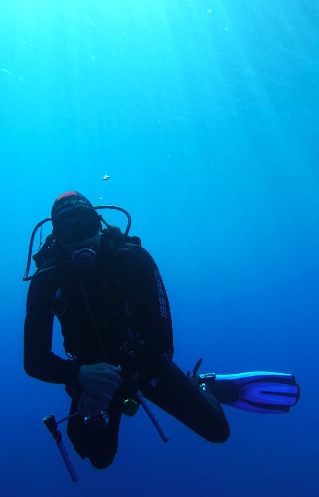 Mr Mérou en plongée dans le bleu 