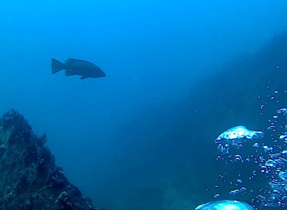 un mérou dans le bleu et les bulles du plongeur devant moi qui pourrit ma photo