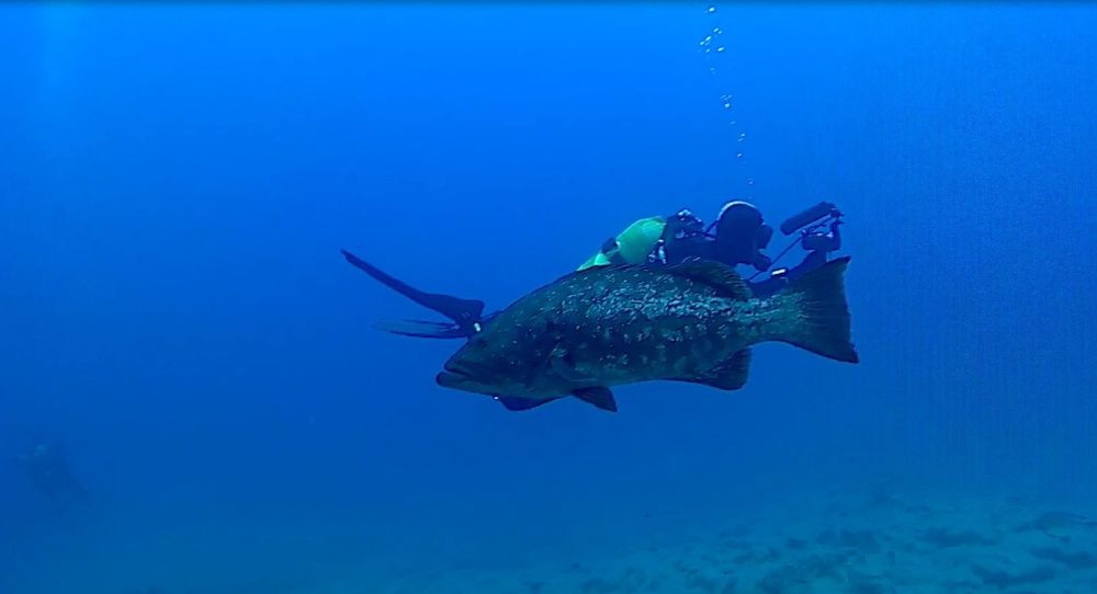 Un mérou devant un plongeur dans le bleu
