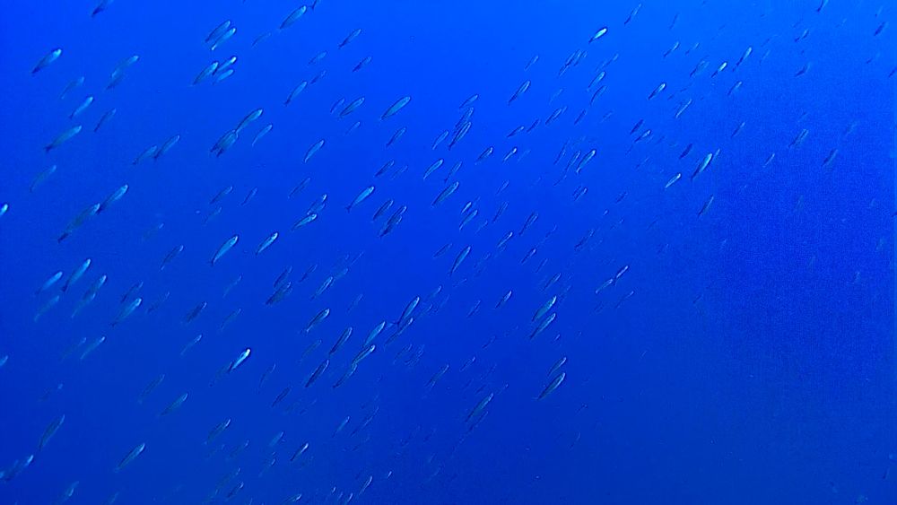 Banc de sardines