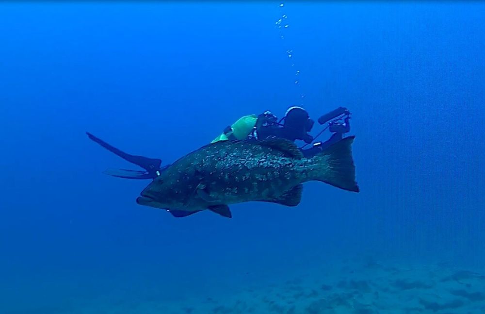 Mérou passe devant un plongeur photographe 