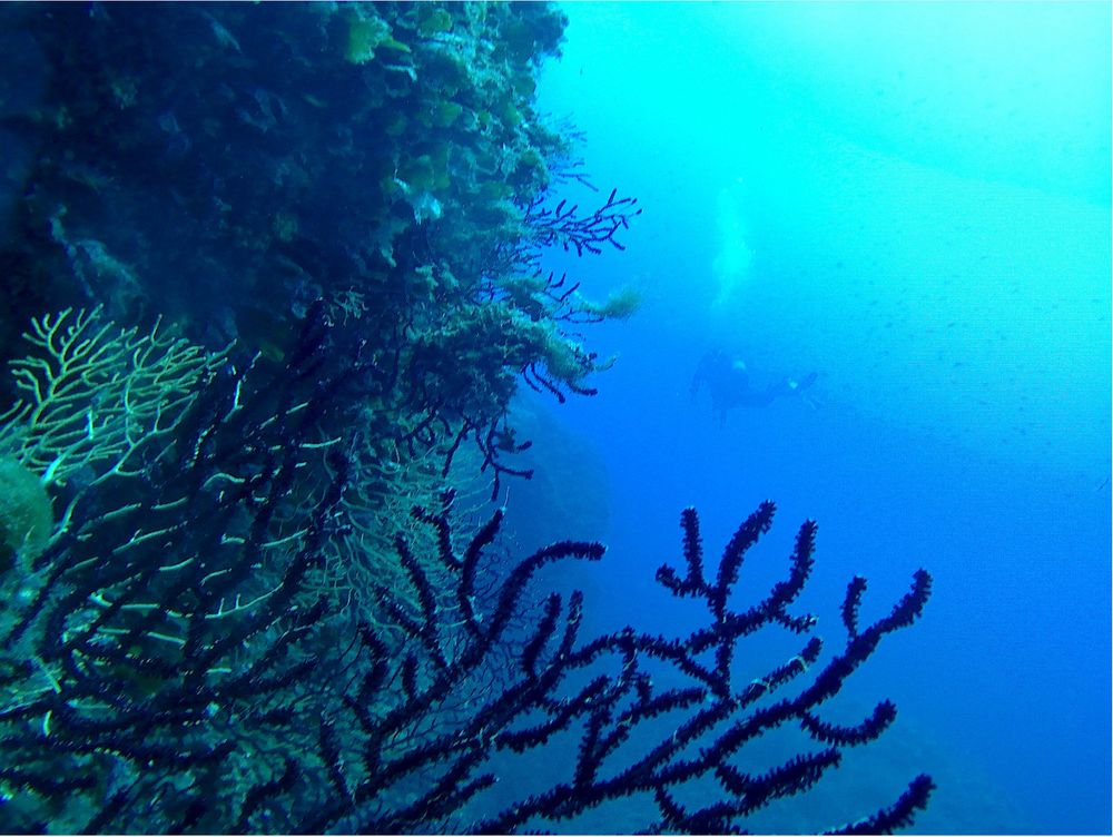 Gorgones et éponges sur le tombant au premier plan et un plongeur au loin dans le bleu