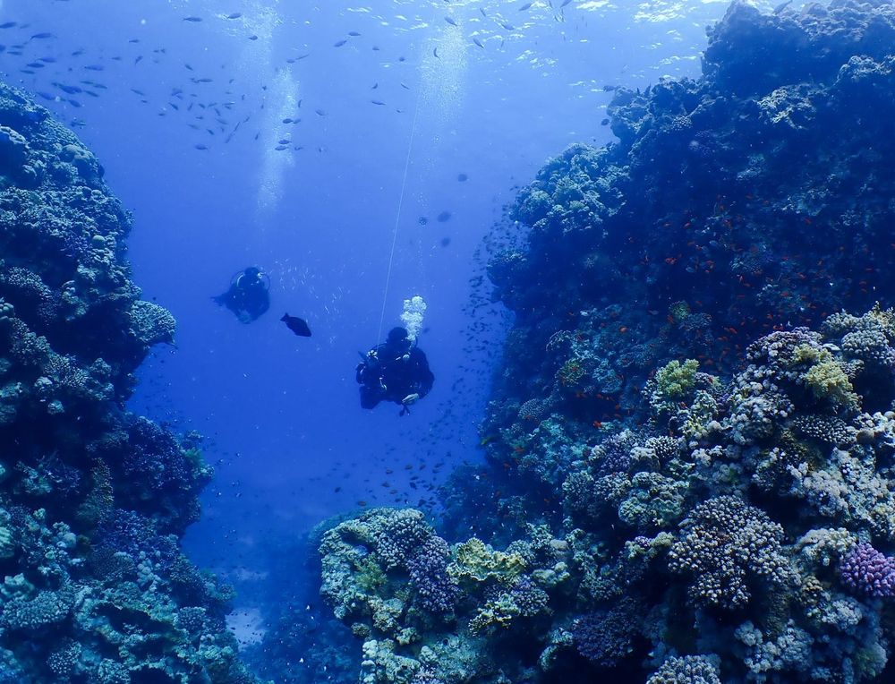 Plongeurs en mer rouge 