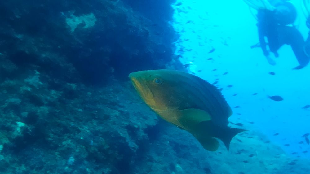 badèche devant un plongeur