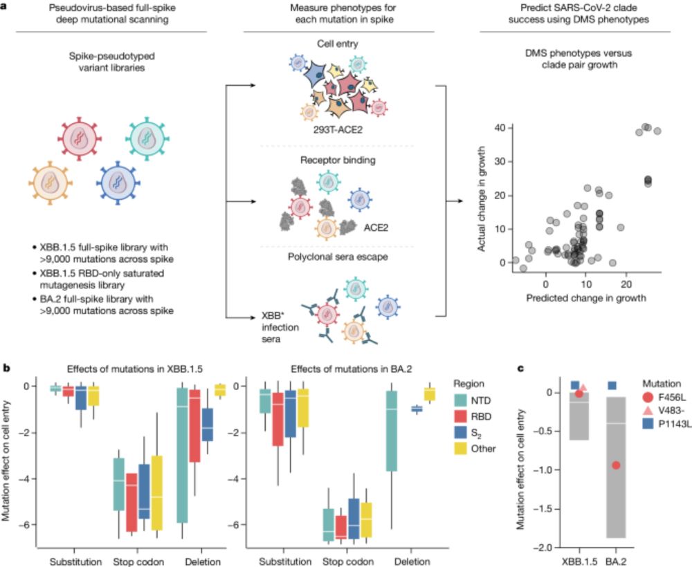 Spike deep mutational scanning helps predict success of SARS-CoV-2 clades - Nature