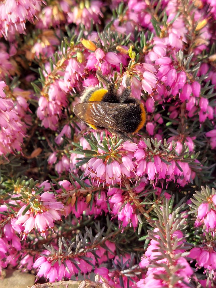 Bumblebee enjoying some pink winter heath