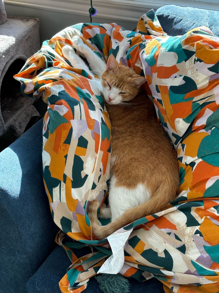An orange and white cat outstretched on a multicolor cushion