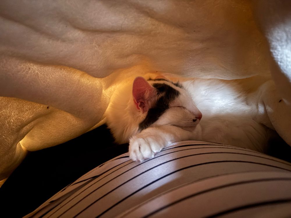A white and grey cat sleeping with his face on his paw underneath a white blanket. The cat is snuggled against black legging-clad legs and has his paw on pregnant stomach in a black and white striped shirt