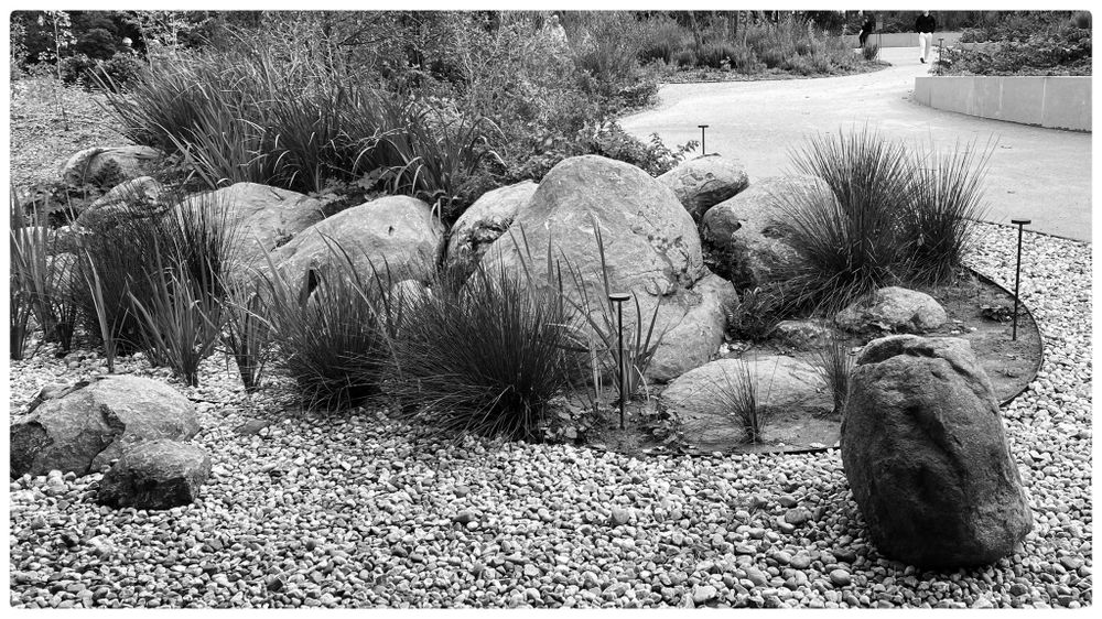 B&W image of a Japanese style garden.