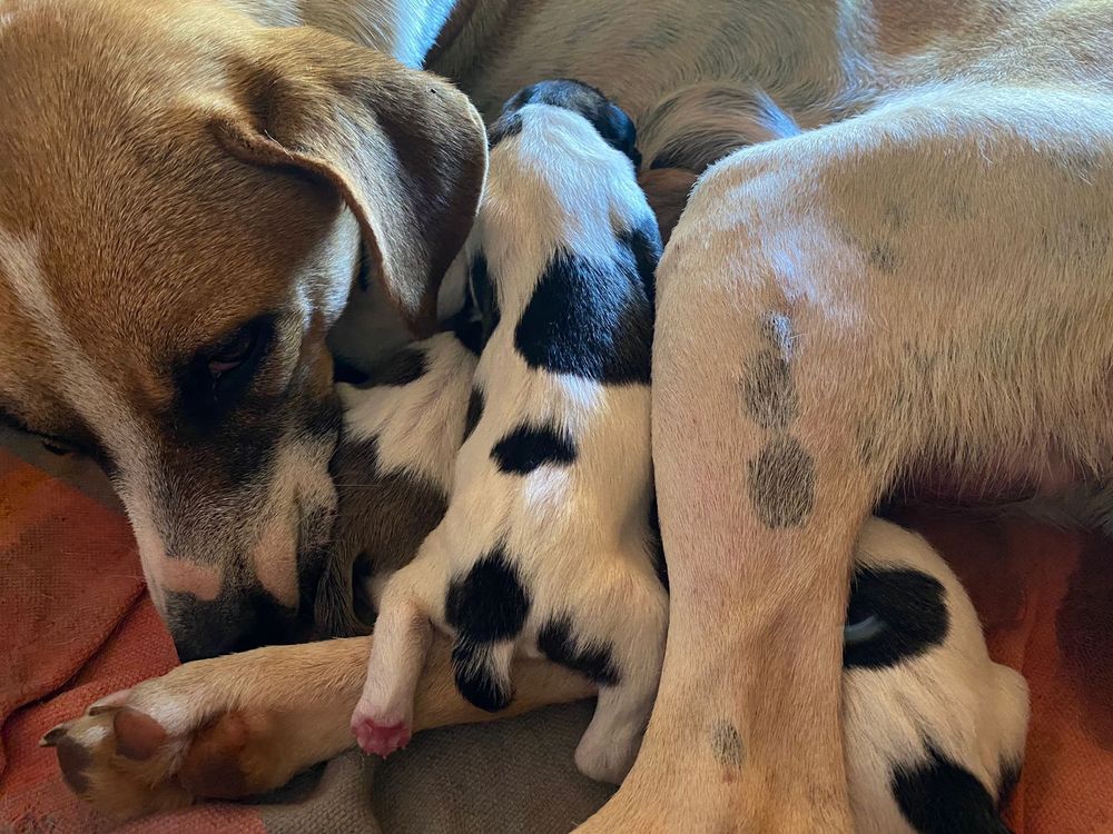 Cachorrinha recém parida com filhotinhos do lado dela. O filhotinho em foco é branquinho com manchinhas pretas, pezinhos rosadinhos e um rabinho mais curtinho