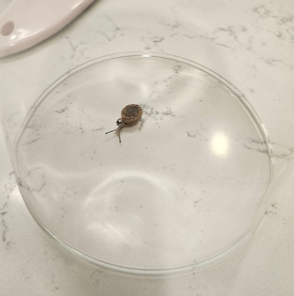 A goddamn snail trapped in a glass cup like that bastard it is