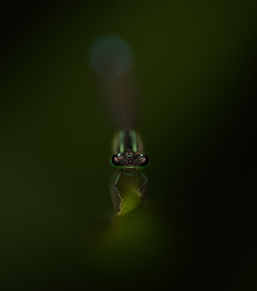 An Eastern forktail damselfly on the tip of a blade of grass. 