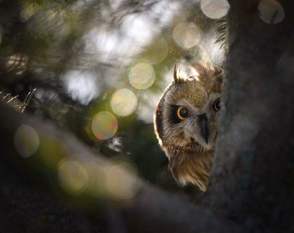 A short eared owl peeking from around a tree trunk 