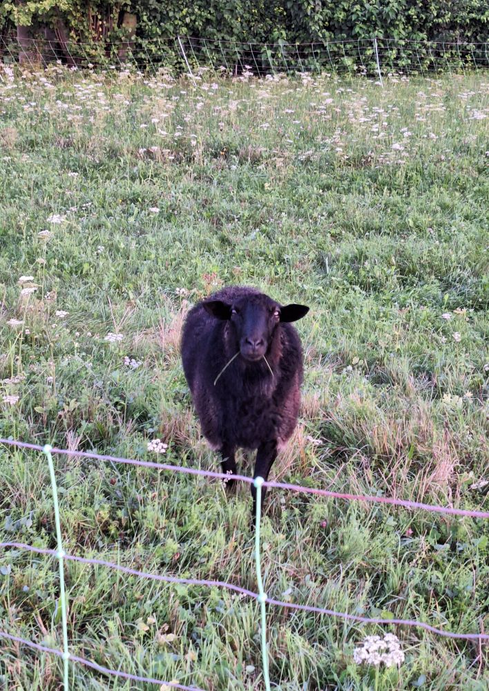 Schwarzes Schaf 