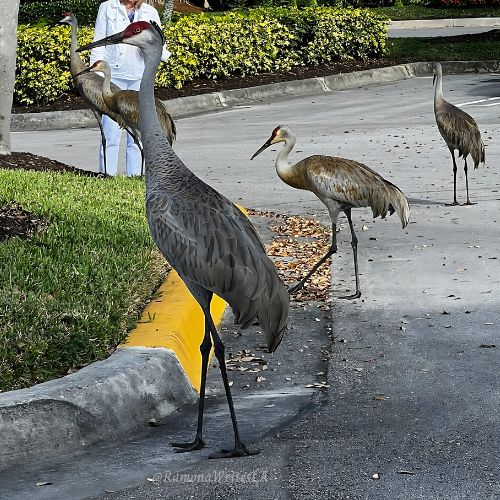 Sandhill cranes