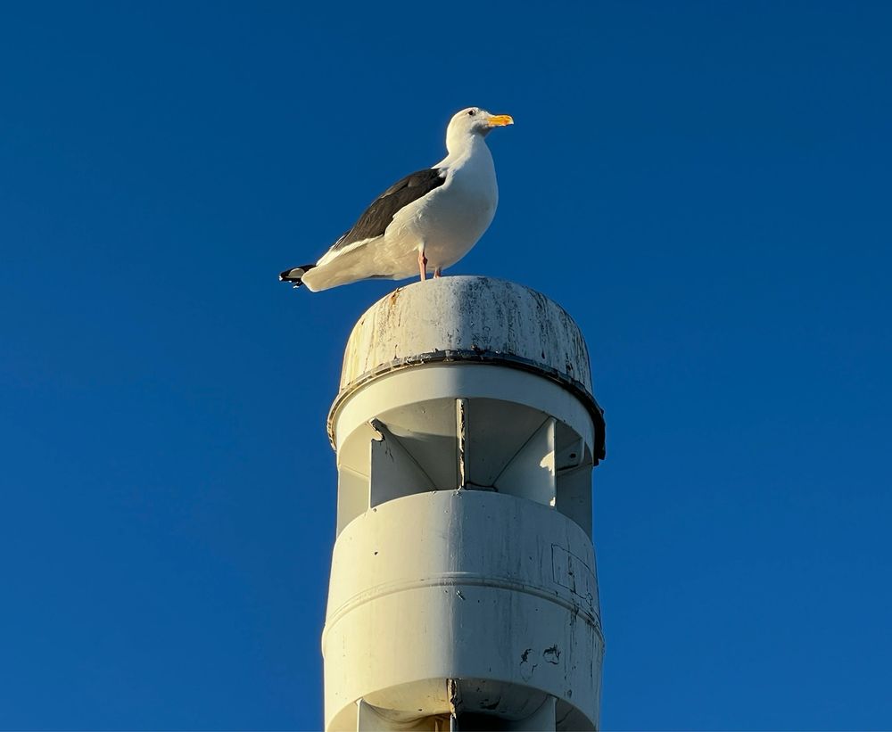 A western gull