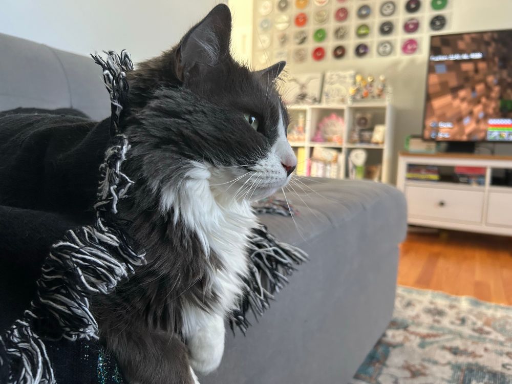 a little baby angel of a cat, cozy under a blanket