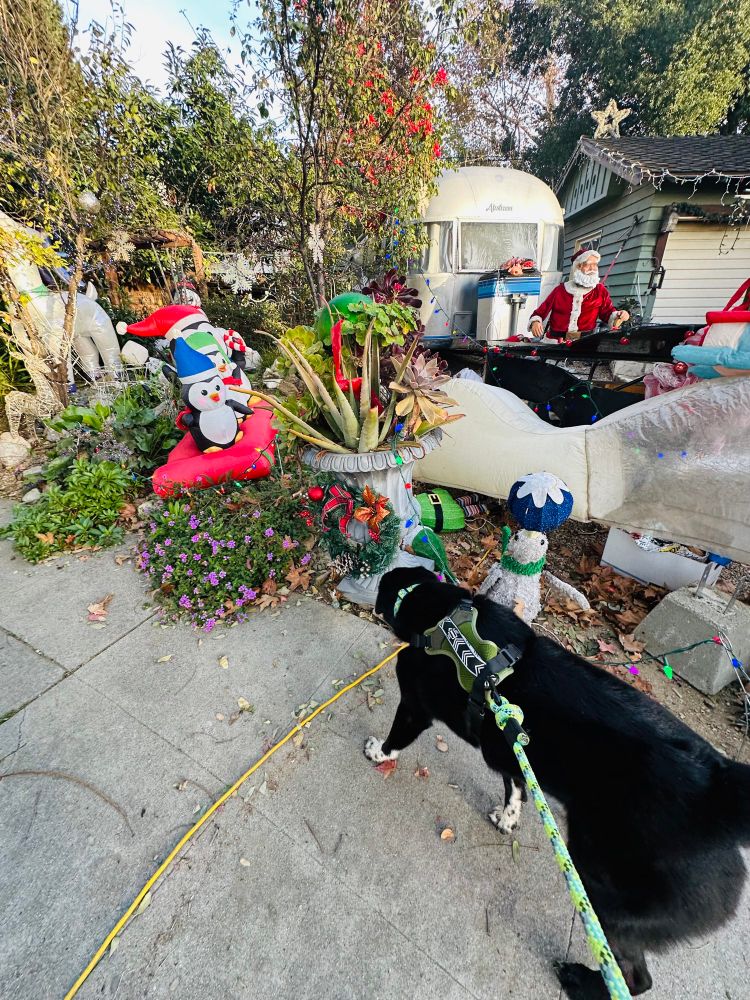 Walking past a house with SO many decorations. 