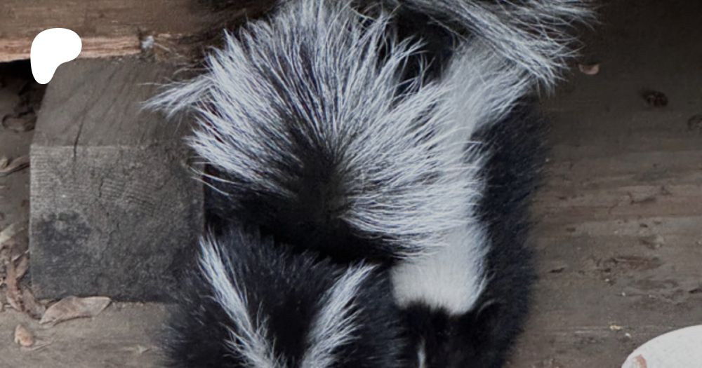 I PETTED A SKUNK | Amy Davis Roth