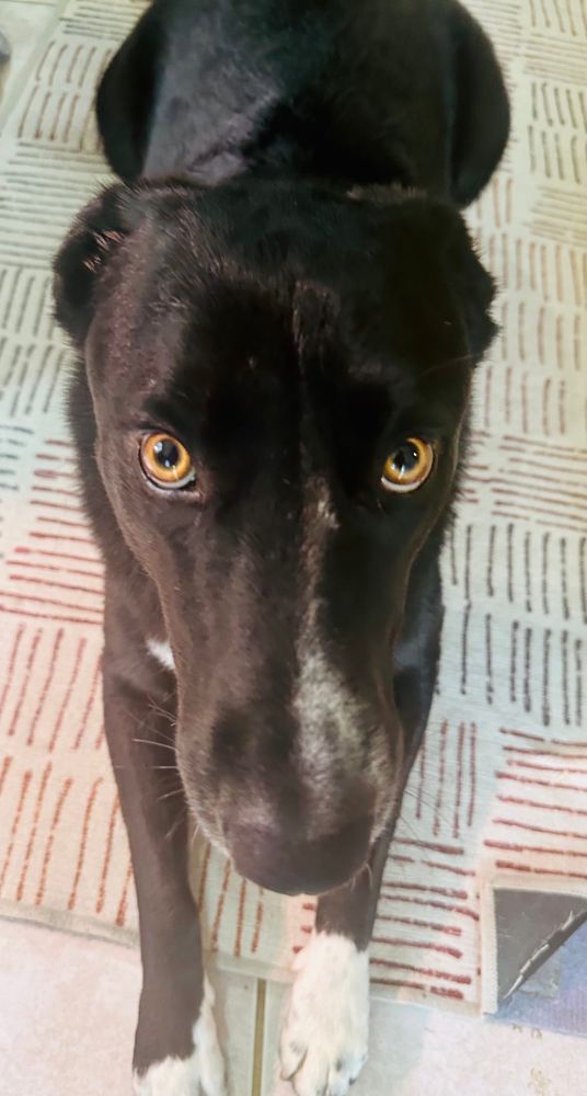Wilder dog, a black and white husky mix with a super serious pointy face with his ears pinned back, mad, glaring at the camera. 