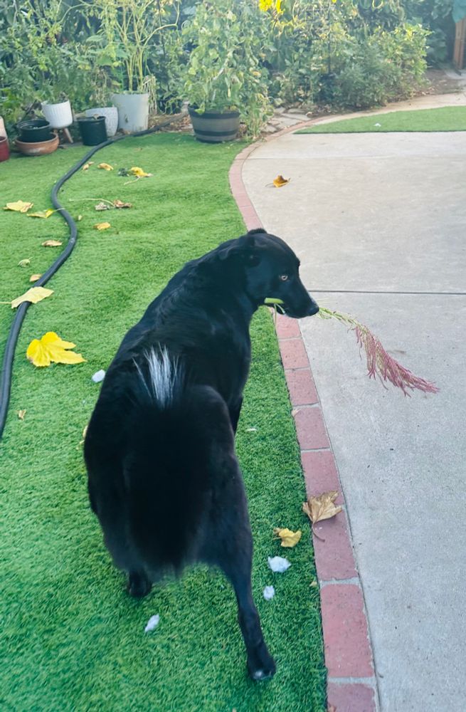 My fluffy black husky mix with a pink plume of amaranth in his mouth looking back over his shoulder like I dare you to be this flamboyant and glamorous. 