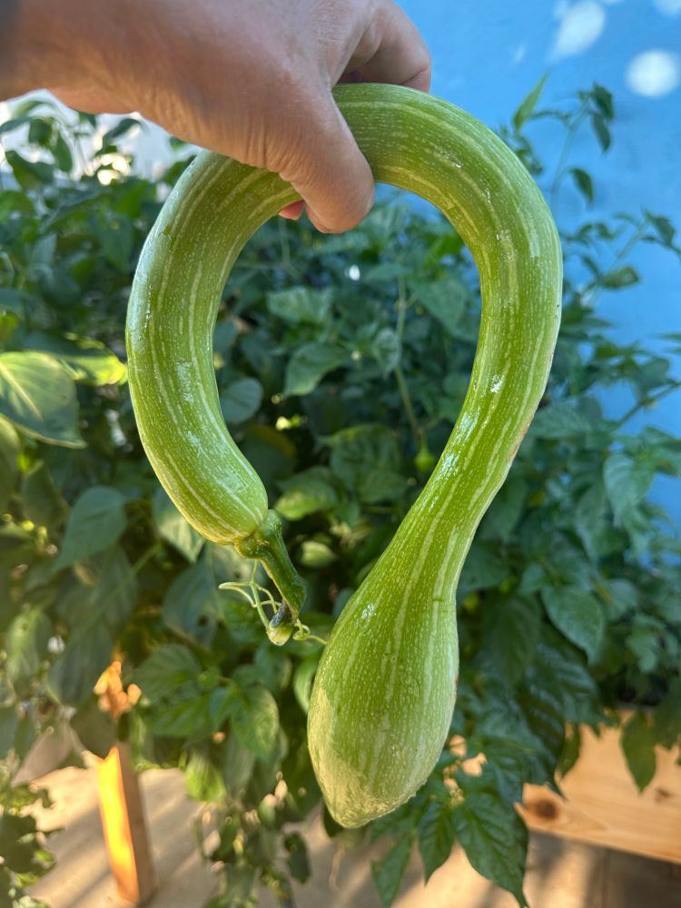 A big zucchino rampichanti squash almost shaped like a question mark. 