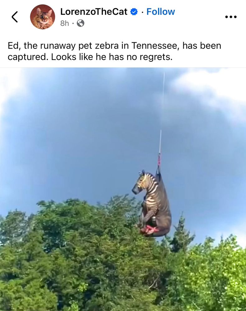 Ed, the zebra, being airlifted by helicopter in a net. 