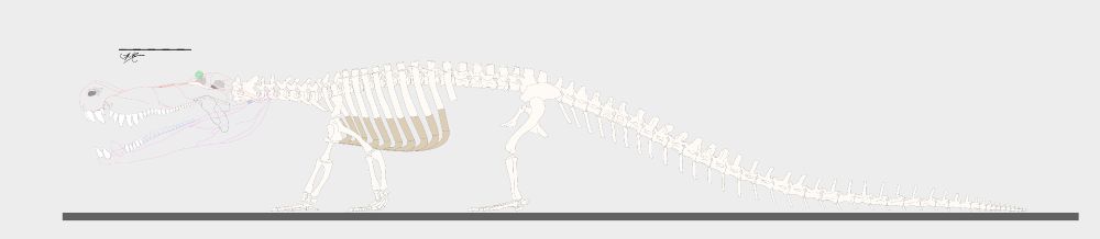 WIP skeletal diagram of Deinosuchus hatcheri with out any soft tissue. Scale bar is 1 meter long.