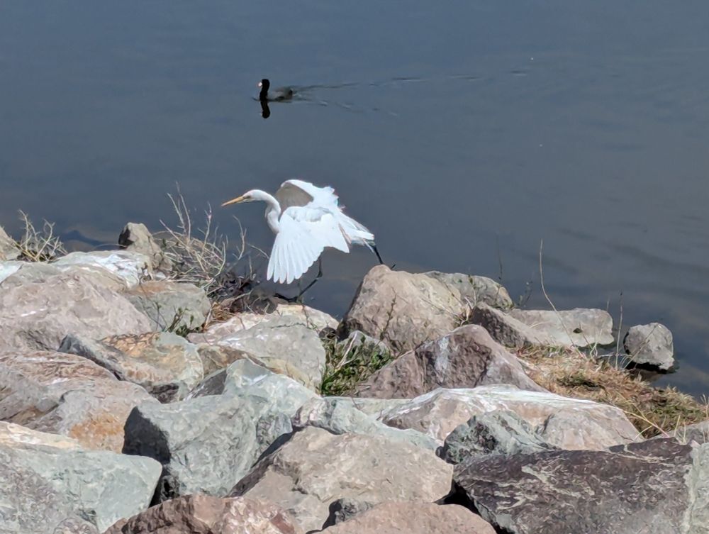 A great egret spreading its wings for balance as it walks over rocks on the shoreline.