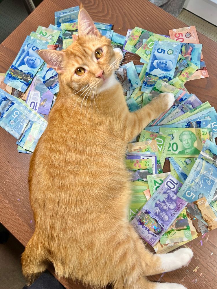 A cute orange cat lounges on Canadian bills, a colourful array of blues greens purples and more. 