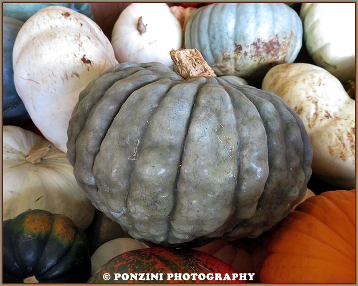 When I photographed this, I mistakenly thought it was a gourd. But after a little research I discovered it was actually a pumpkin.