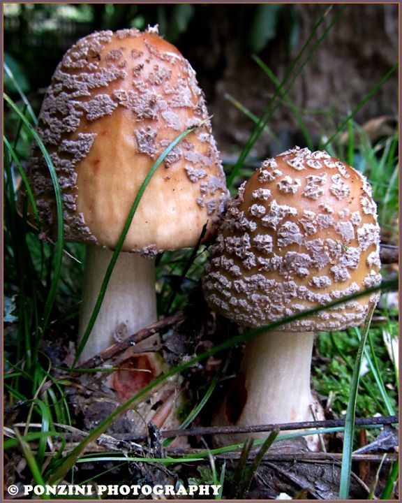 Two wild mushrooms growing up together in the wild. I never did the research to identify this pair.