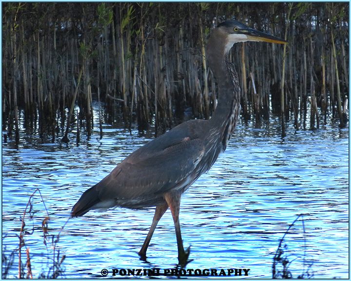A Great Blue Heron strolls around the shallow water of Lake Anna.