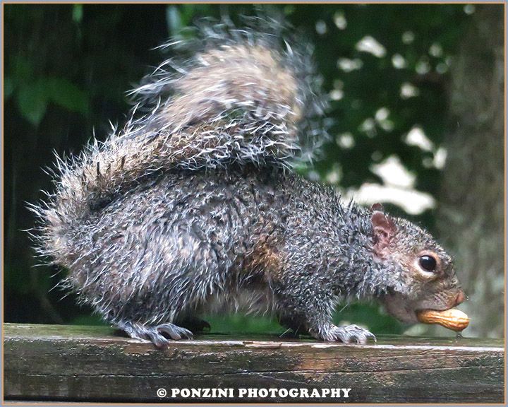 Felt bad for this poor little guy, but at least he had something to eat.