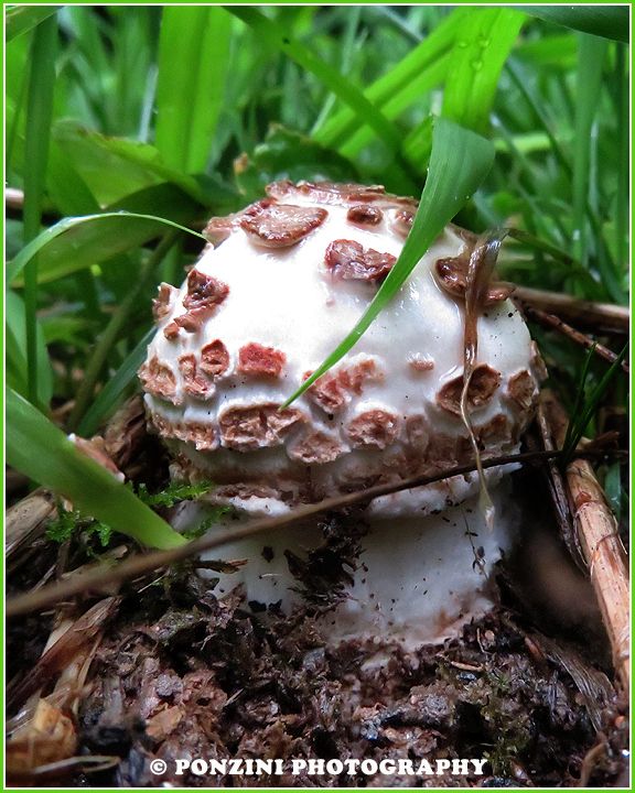 Rain + humidity usually equals mushrooms on my little spot in this world. But this year, despite the right conditions, I haven't seen one yet. 