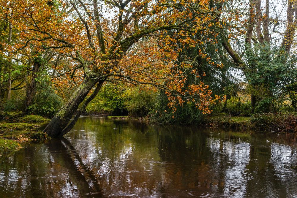 A river, reflecting trees with autumn leaves.