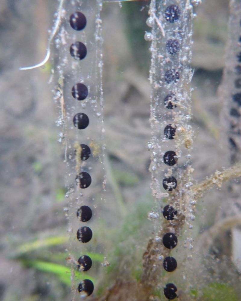 Photo of a chain of toad spawn.