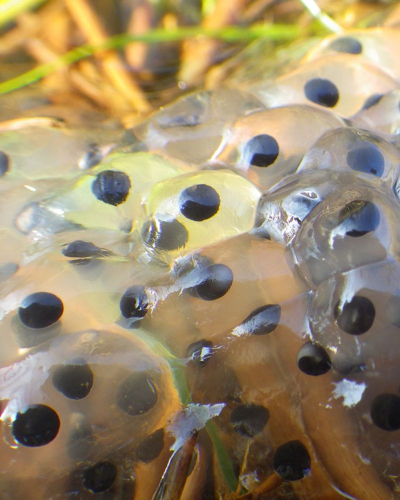 Photo of a clump of frog spawn.