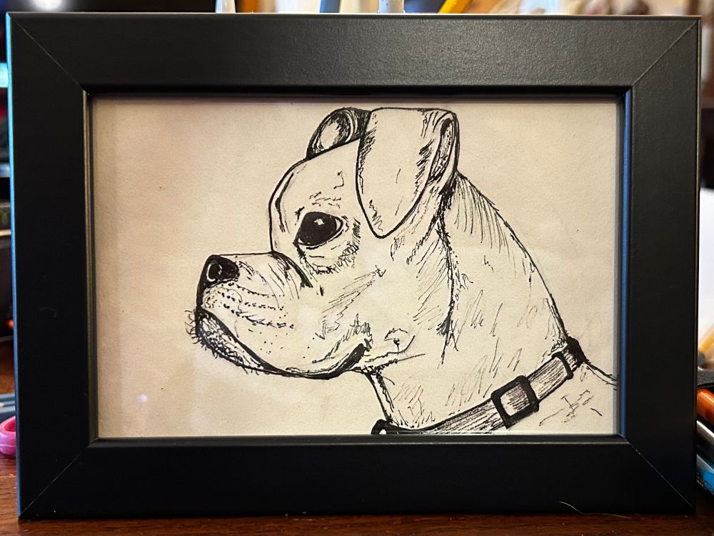Ink head profile drawing of a white boxer dog facing left, in a black plain frame. 