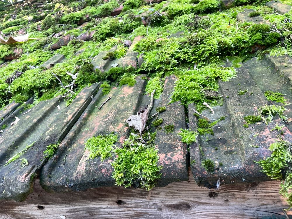 A roof of brick (?) slats covered in green moss.