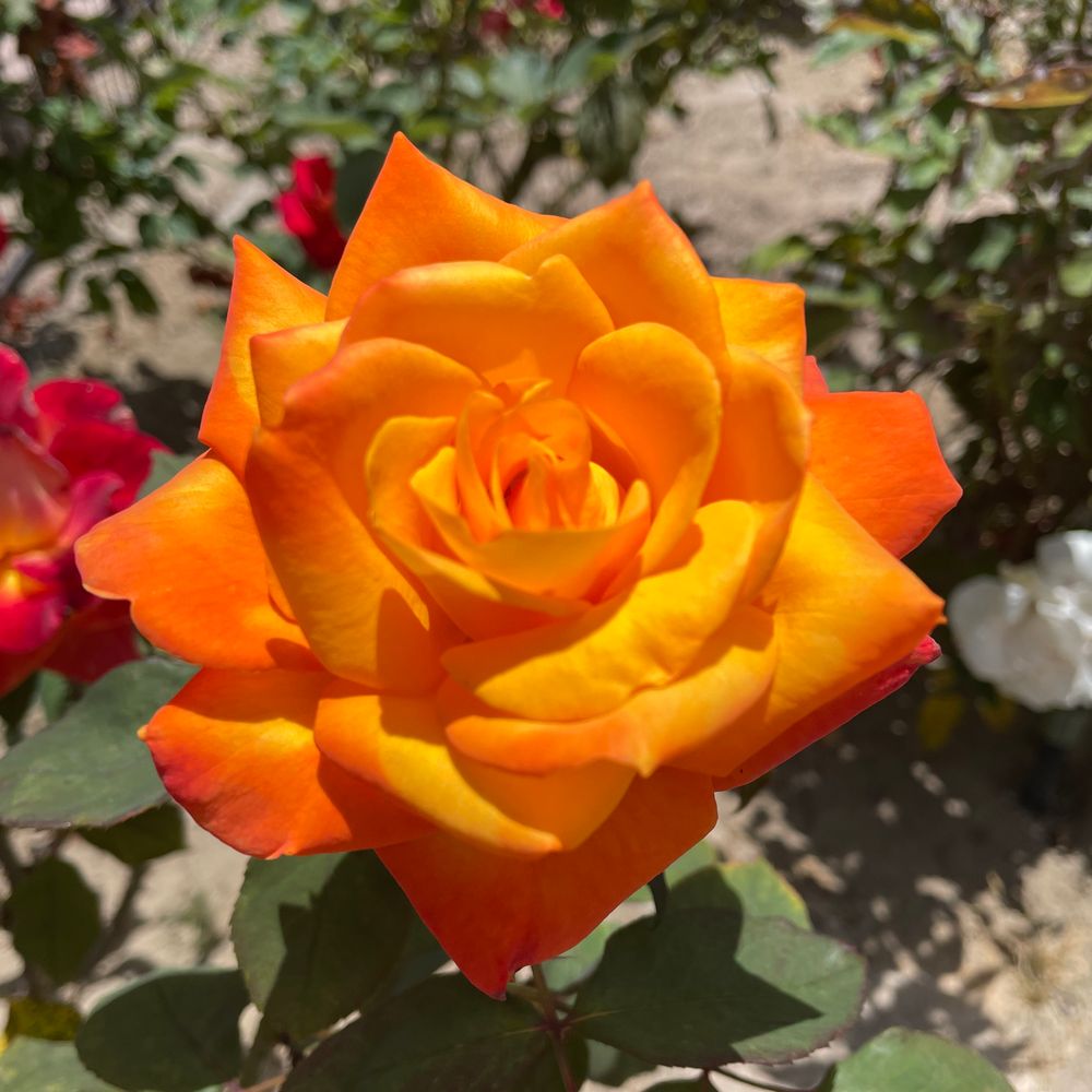 Some kind of orange rose.