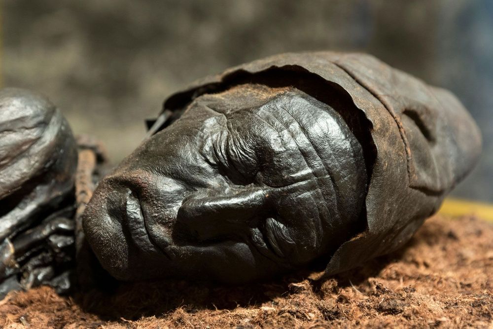 Tollund Man The head of Tollund Man, a bog body dating to the Iron Age that was found in Denmark in 1950.