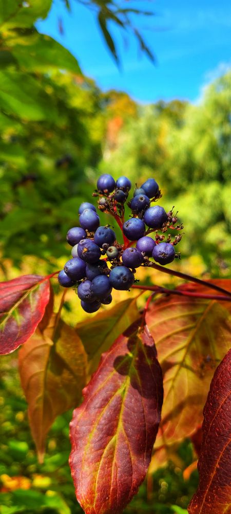Wild berries for birds and small creatures to gather for winter stores.