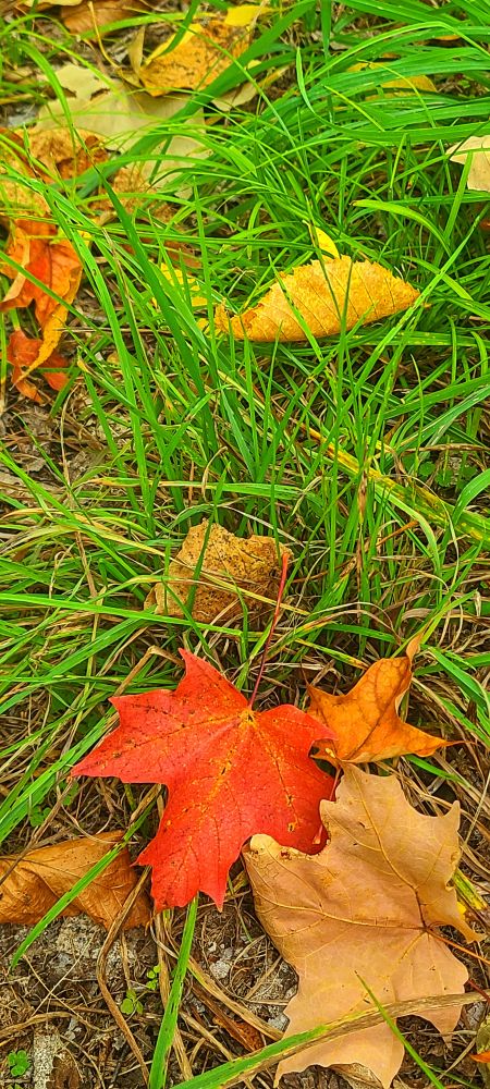 Fallen leaves foretell that Autumn is close at hand.