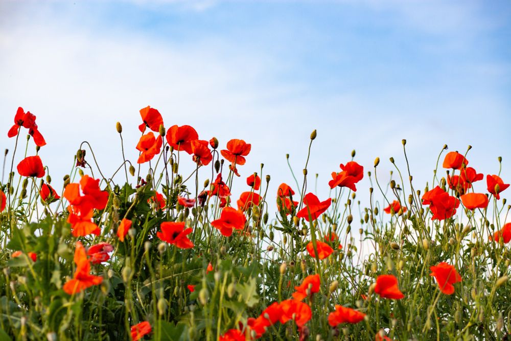 Adobe Stock Photo - not AI - wild poppies in bloom in the foreground. Crimson petals, some other plants in an amongst the poppies. Blue sky in the background with indications of some clouds.
