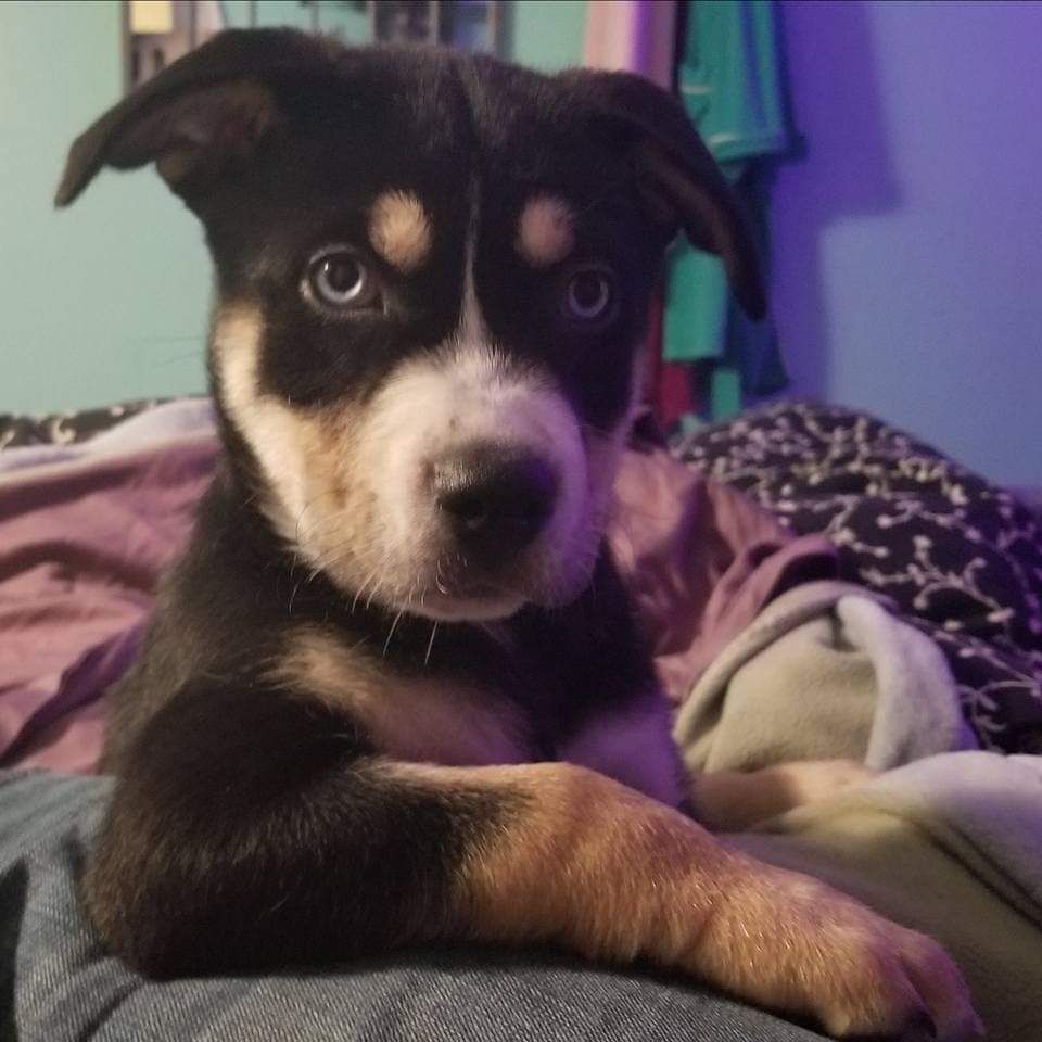 Mazzy as a puppy. Mazzy is part pitbull, part husky, part malamute and she is adorable. Mostly black, she has a white muzzle and tan eyebrows, and tan/white forearms. She is sitting in a very judging you kind of pose with her arm resting on a pillow or something. 