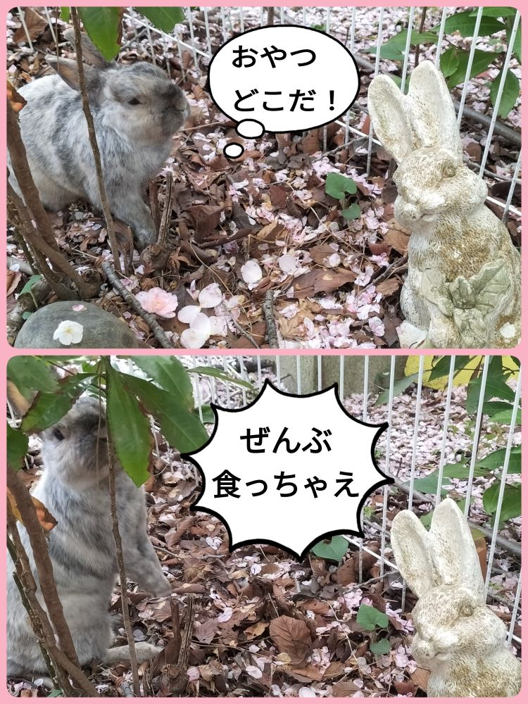 ヤケクソ大食い野郎🐰年を考えろ