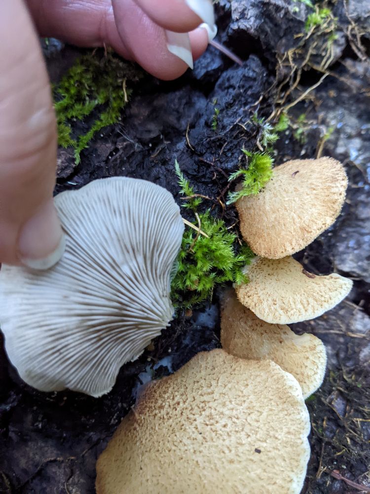 Shelf like mushrooms on a fallen hardwood tree, yellowish caps and white gills.
